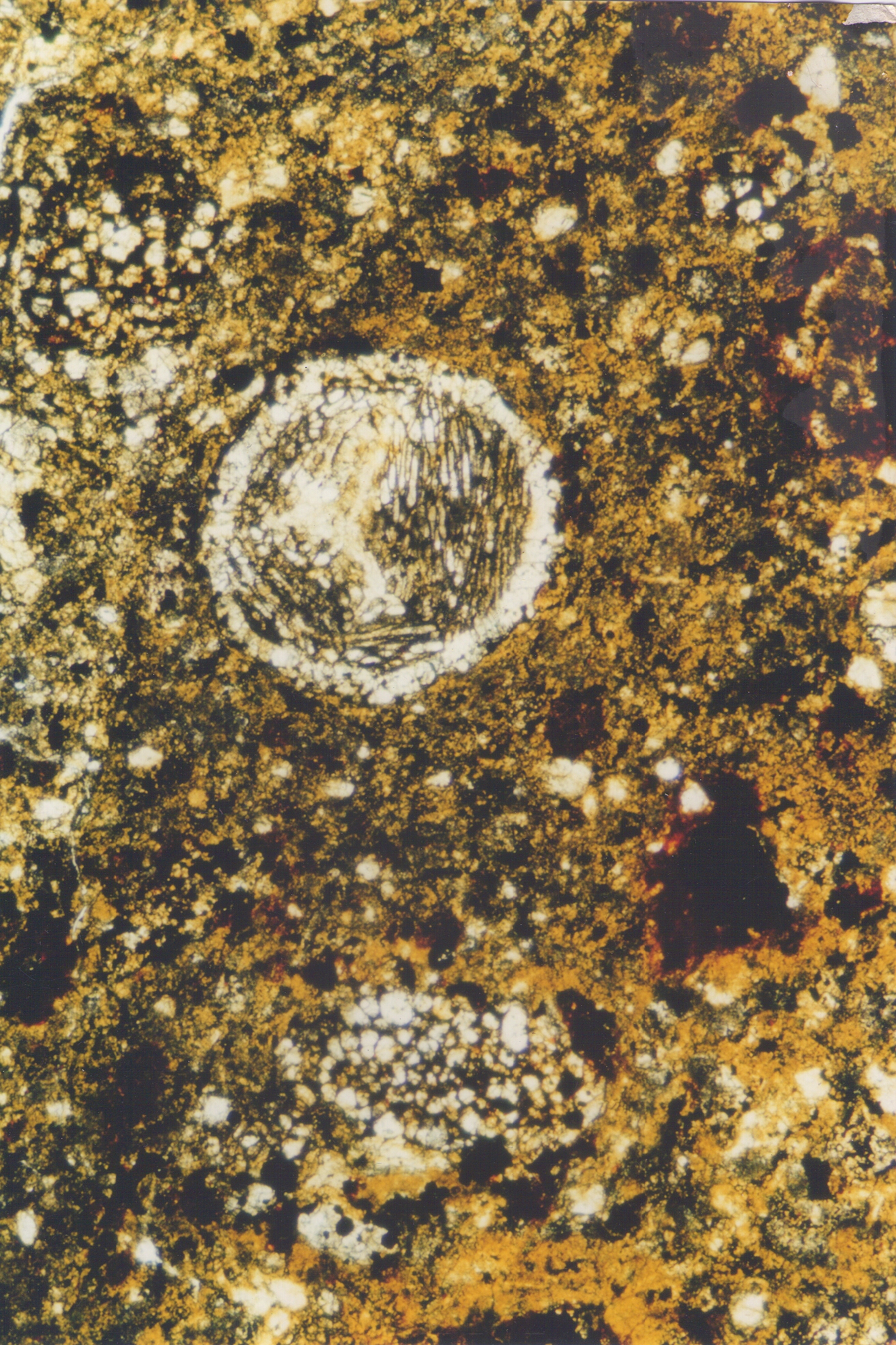 Struktur eines Meteoriten CK4